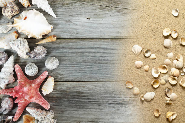 istock Different snails and seashells on vintage wooden background 1061312570
