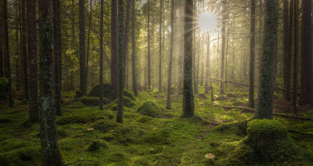 istock Green mossy forest with beautiful light from the sun shining between the trees in the mist. 1061312688