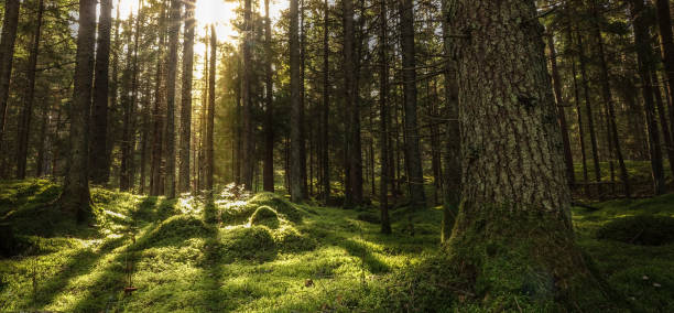 Forest landscape with sunbeams, mossy trees and stones stock photo