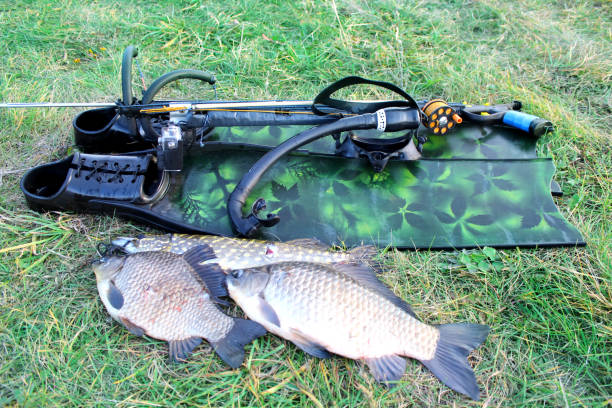 Spearfishing. Underwater gun, fins and fish on the grass on the waterfront. Spearfishing. Underwater gun, fins and fish on the grass on the waterfront. tinca tinca stock pictures, royalty-free photos & images