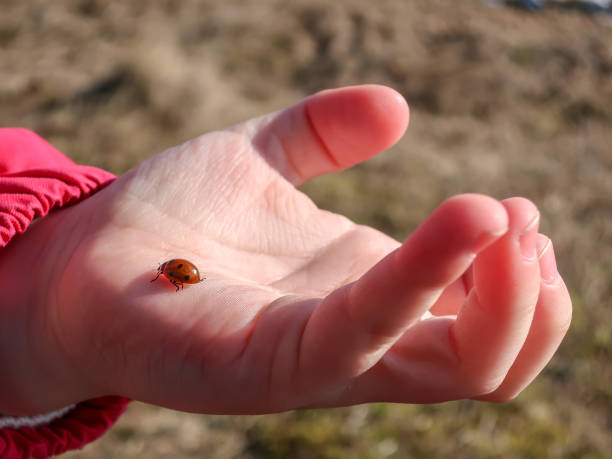 A selective  focus closeup view of a ladybug on the hand of a caucasian woman