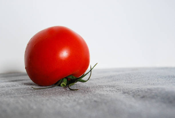 Close-up of one red tomato and ripe with freshly picked petiole after washing
