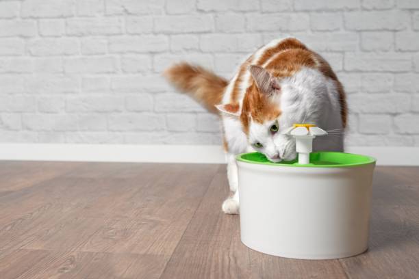 istock Thirsty longhair cat drinking water from a pet drinking fountain. 1061319282
