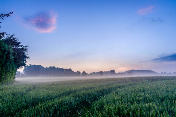 Between the sunset and the blue hour over a Rye field in the Normandy countryside on a foggy evening