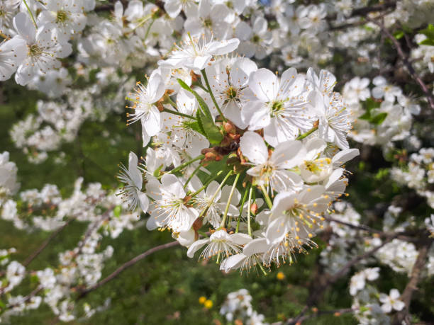 istock flowers of cherry blossoms 1061320906