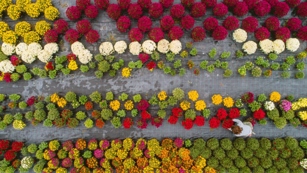 istock Flower field, view from above 1061322168