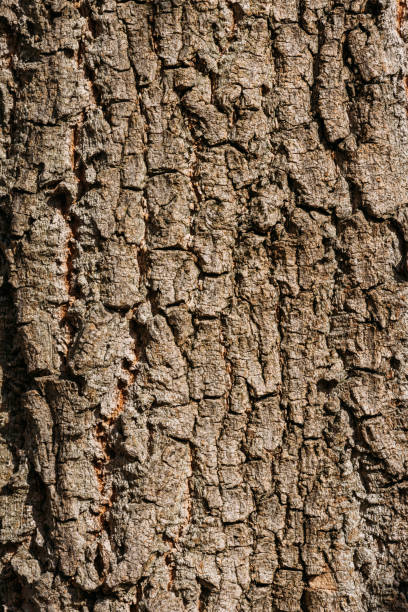 istock close up view of aged brown tree bark background 1061324720