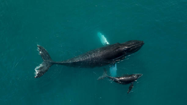istock Mother and Child Humpback Whales 1061324876