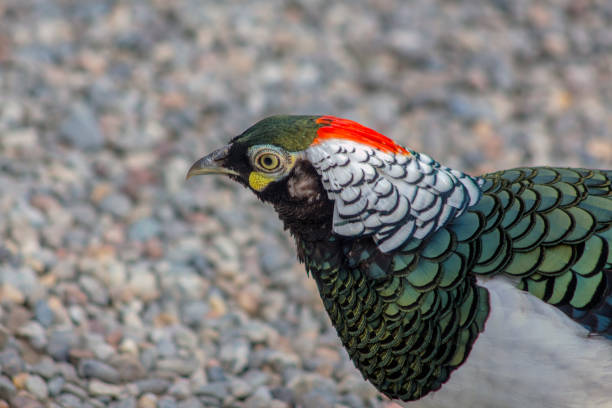 istock Close portrait of a diamond pheasant. 1061325752
