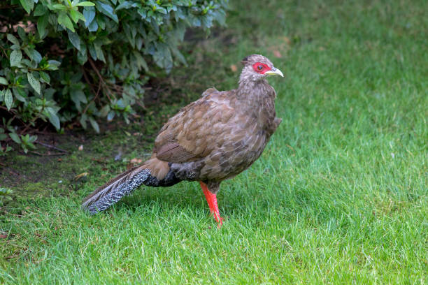 istock Blue pheasant in the green garden. 1061325784