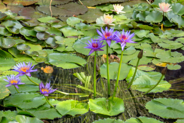 istock Purple water lilies. 1061325892