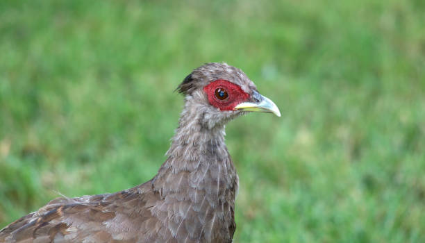 istock Portrait of blue pheasant. 1061325964