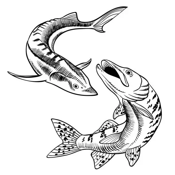 Vector illustration of Seafood set with sturgeon and pike