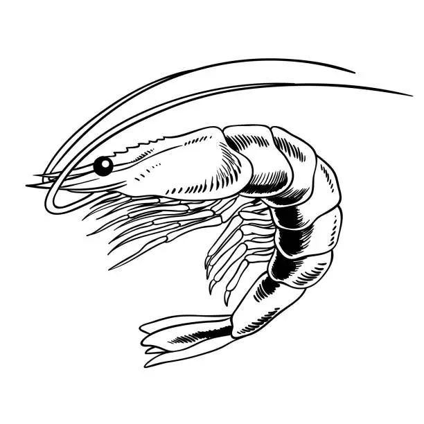 Vector illustration of Shrimp hand drawn vector illustration