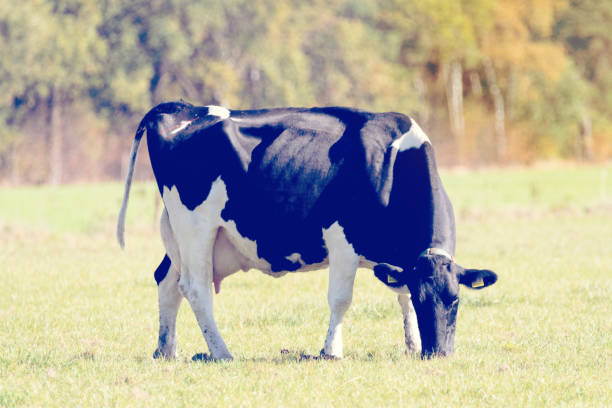 istock A cow in a pasture 1061329380