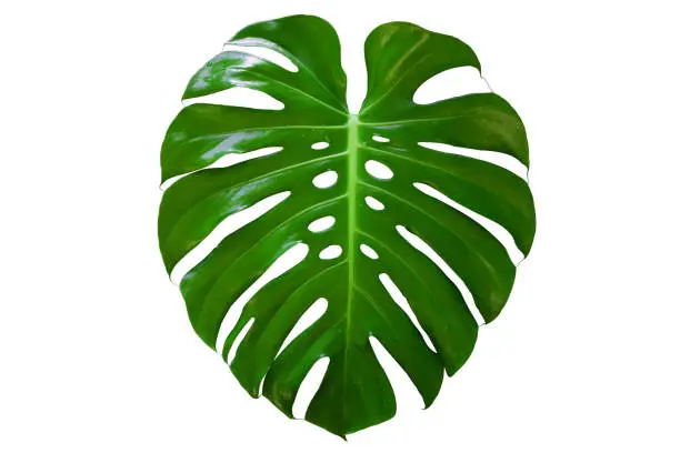 Photo of Monstera plant leaf, the tropical evergreen vine isolated on white background, Real leaves decoration for composition design.Tropical,botanical nature concepts ideas.clipping path included.