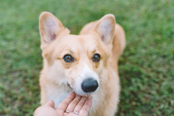 feeding a corgi with first person view