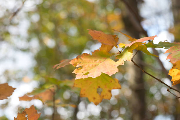 istock A tree and leaves in autumn 1061333174