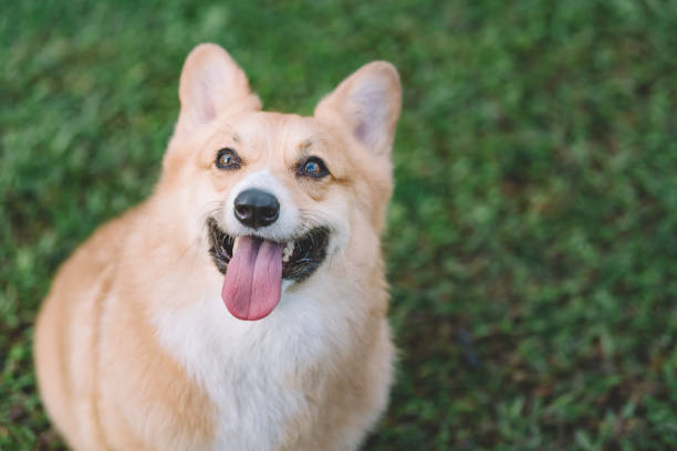 a corgi looking up from the ground with tongue out