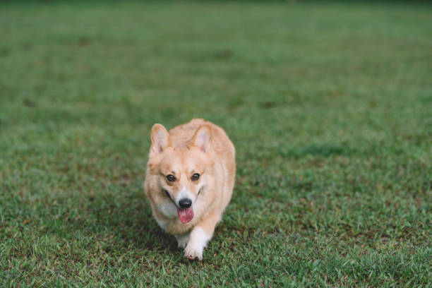 istock corgi walking in the park 1061335236