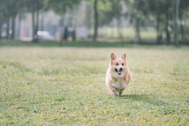 istock corgi running in the park 1061337380