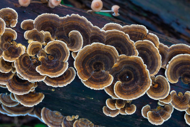 Turkey tail mushrooms, trametes versicolor Turkey tail mushrooms, trametes versicolor basidiomycota stock pictures, royalty-free photos & images