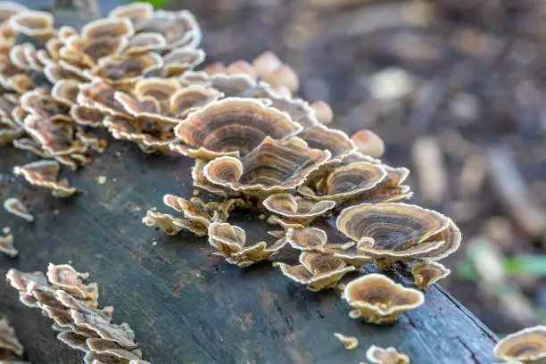 Photo of Turkey tail mushrooms, trametes versicolor