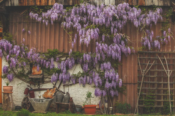istock rural wall with wisteria plant 1061340998