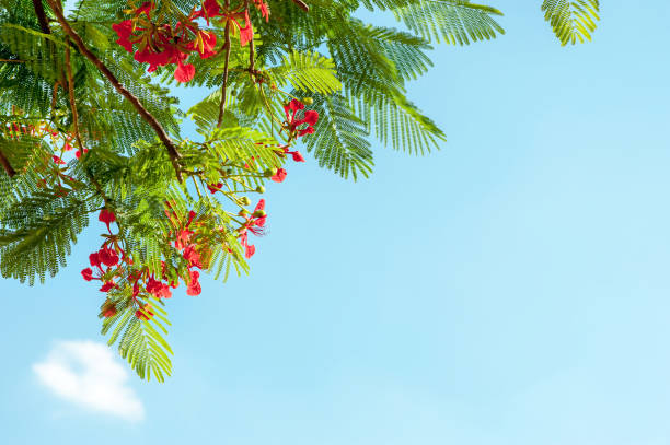 istock Red flower of green leaf on blue sky background 1061341604