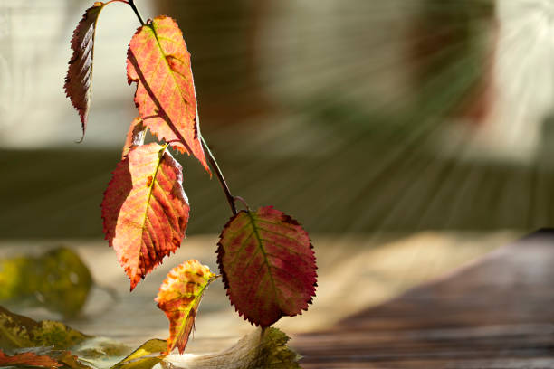 Autumnal tree-leaves  on twig and fallen in sunshine