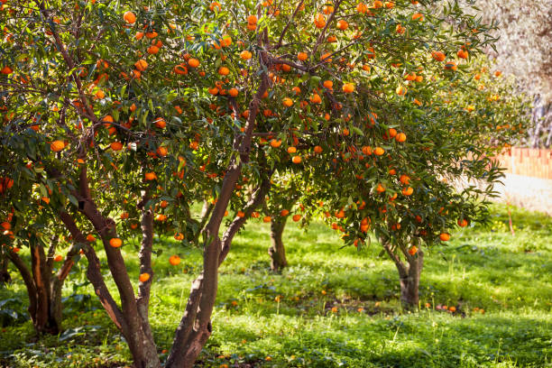 istock Tangerine trees and green field 1061345372