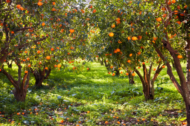 istock Tangerine trees and green field 1061345610