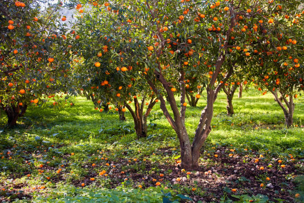 istock Tangerine trees and green field 1061346194