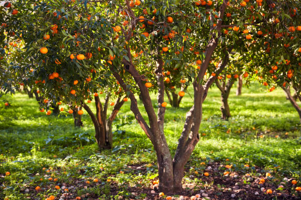 istock Tangerine trees and green field 1061349834
