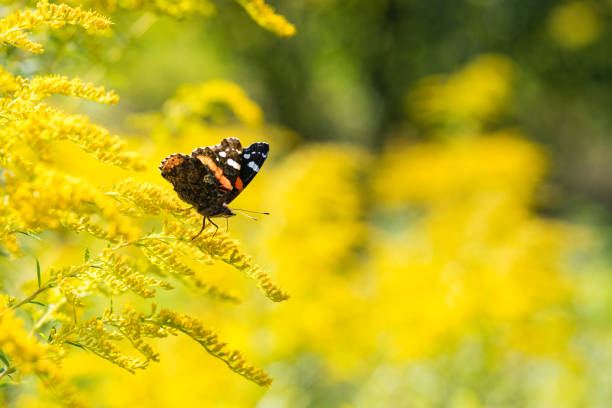 Insect butterfly Red Admiral (Vanessa atalanta) on goldenrod. Copy space