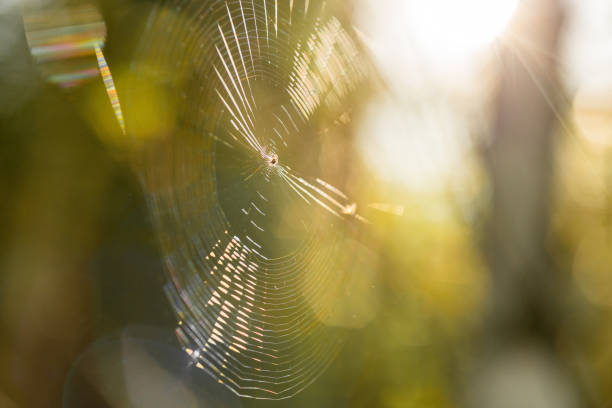 Beautiful sunset light illuminating spider web in lush green rainforest. Fine structure with golden light.