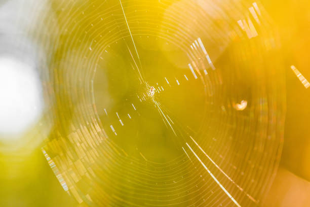 Beautiful spider web in sunshine. Macro photo. Close up