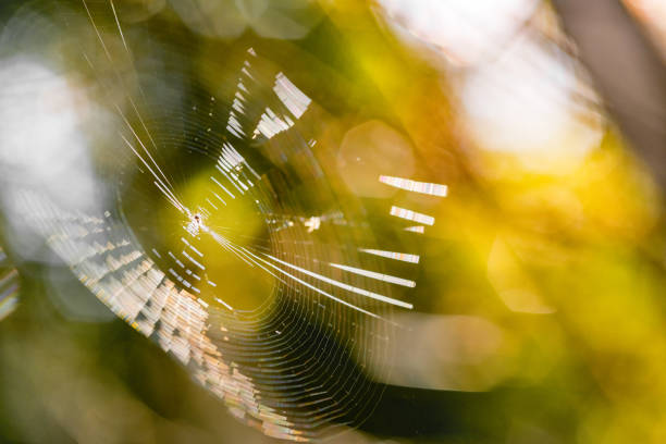 Beautiful spider web in sunshine. Macro photo. Close up