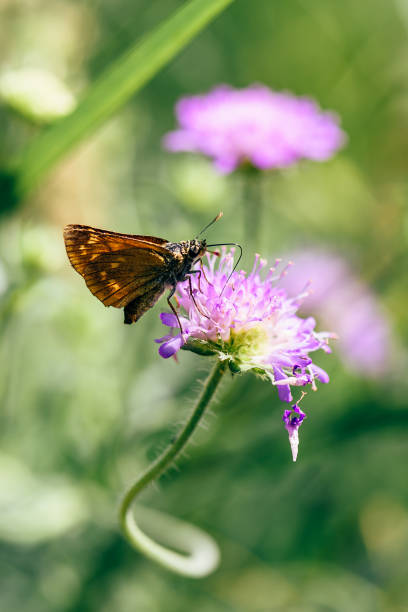 istock Orange butterfly on the pink flower 1061353320