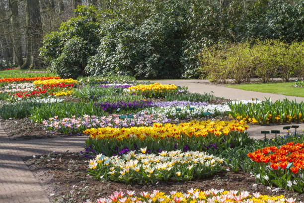 istock park with blooming tulips 1061354250
