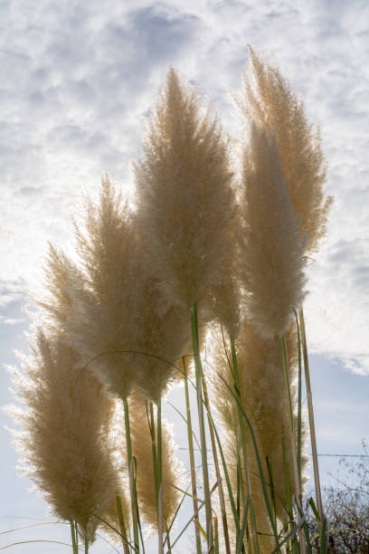 Pampas in the sun
