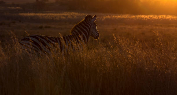 istock Silhouette of a zebra in long grass at sunset with rim lighting 1061357466