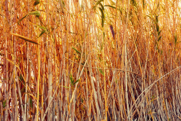 sun shining through the bamboo forest