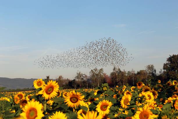 Natural spectacle flight of starlings