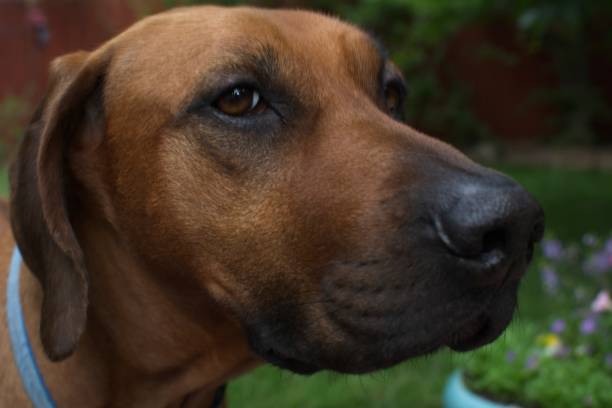 istock Rhodesian Ridgeback puppy in cage 1061363068
