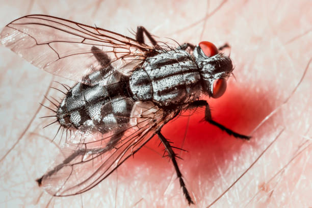 istock Closeup of a fly. 1061363898