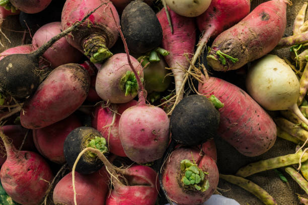 red radish stock photo