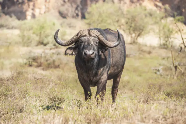 A close-up of a water buffalo in Hell's Gate National Park, Kenya
