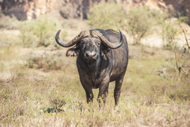 água búfalo - gate national park, no quênia hells - búfalo africano - fotografias e filmes do acervo