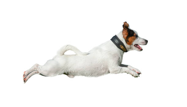istock Jack russell terrier in jump 1061373750